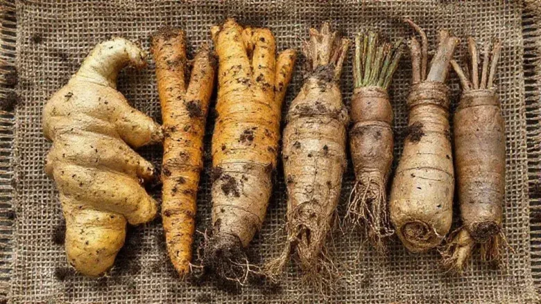 5 raízes baratas de casas naturais que queimam gordura