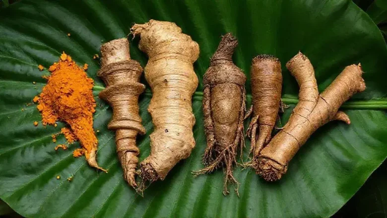 6 raízes medicinais acessíveis para desinflamar profundamente