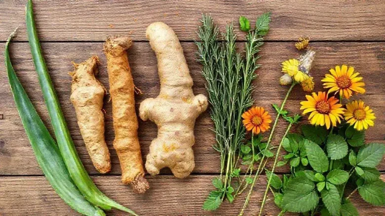 7 plantas medicinais populares para baixar inflamação